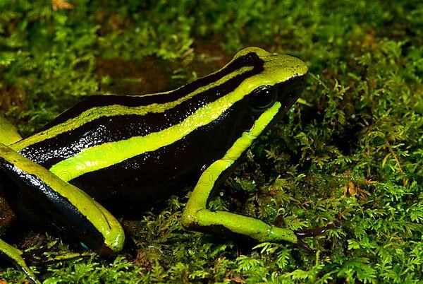 Green Giant Poison Frog