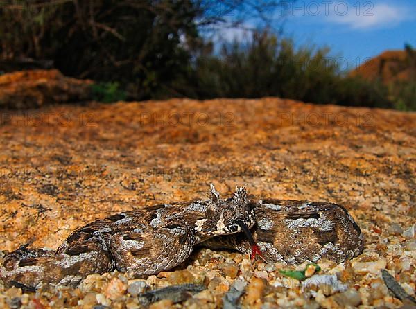 Tufted-browed viper