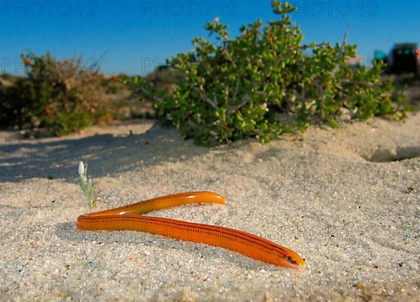 Coastal legless skink