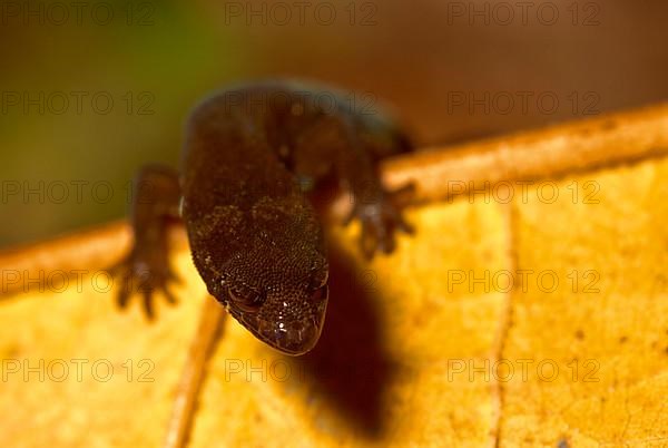 Dwarf gecko