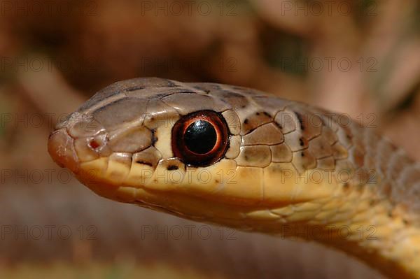 Mozambique sand snake