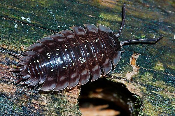 Woodlouse