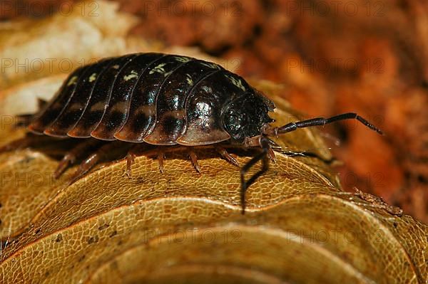 Woodlouse