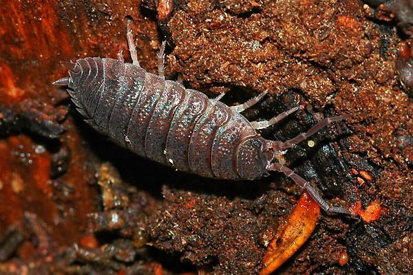 European woodlouse