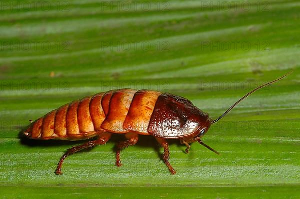 Madagascar Giant Foxy Cockroach