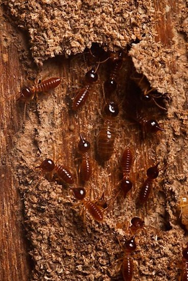 Termites in the corridor