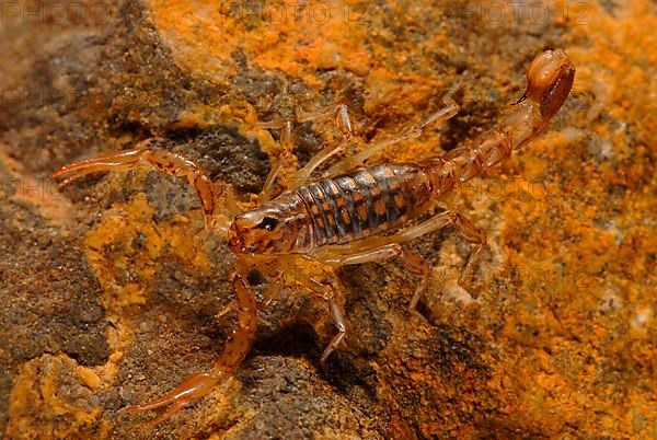 Bark scorpion