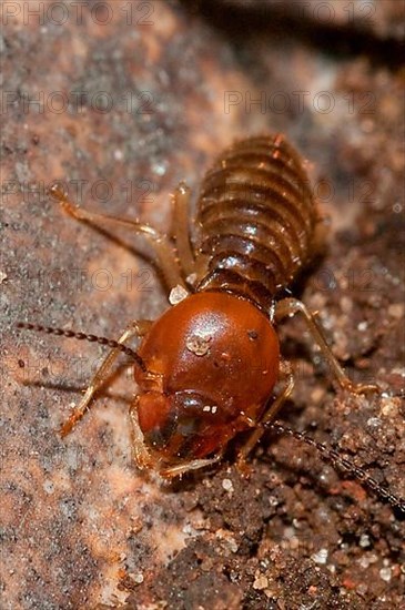 Termite soldier