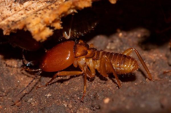 Termite soldier