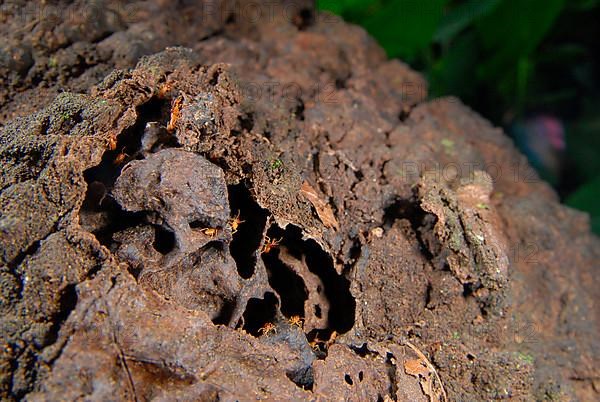 Open termite mound