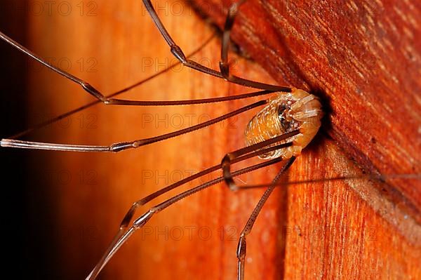 harvestman