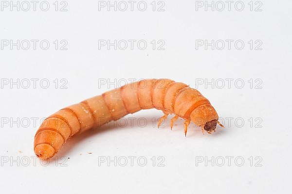 Mealworm