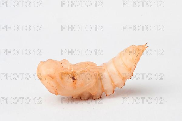 Mealybug pupa