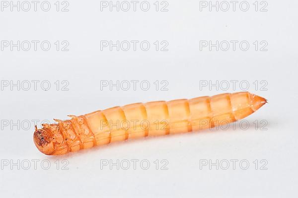 Mealworm