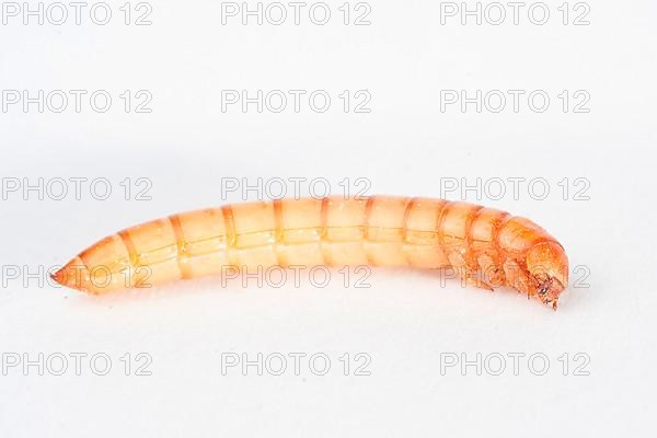 Mealworm