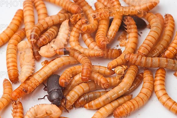 Mealworm