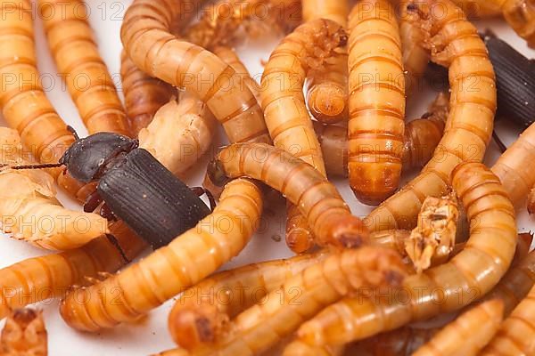 Mealworm