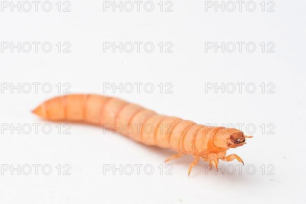 Mealworm