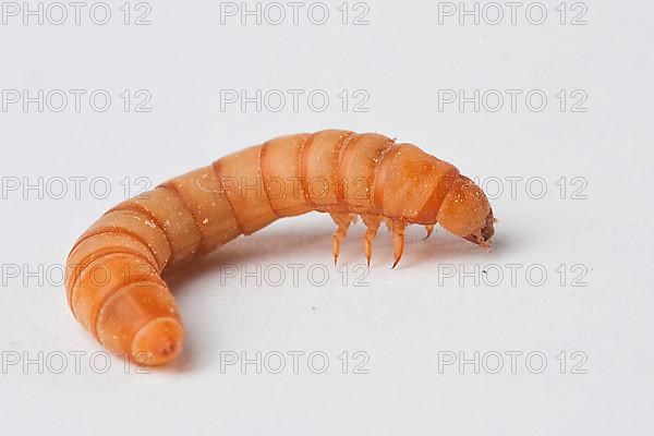 Mealworm