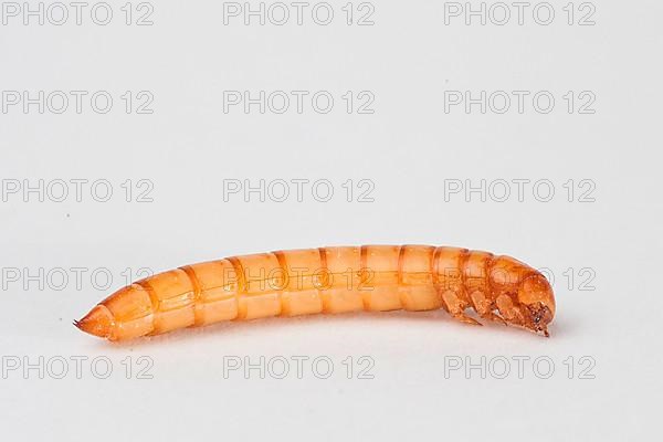 Mealworm