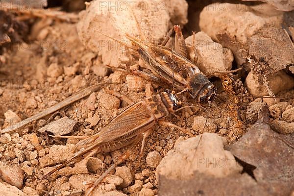 Cricket Cricket