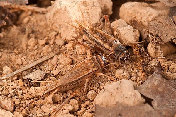 Cricket Cricket