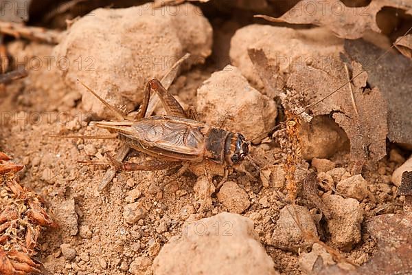 Cricket Cricket