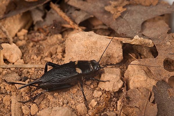 Two-spotted cricket