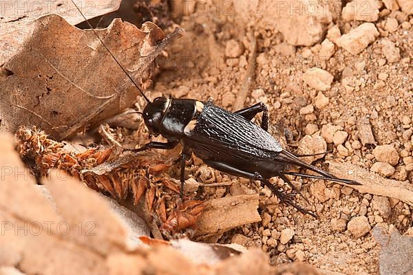 Two-spotted cricket