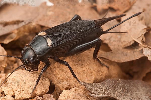 Two-spotted cricket