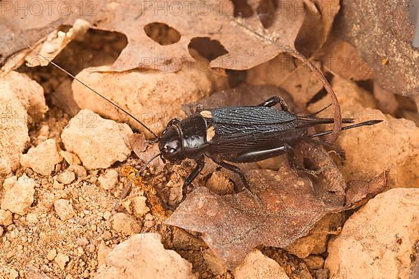 Two-spotted cricket