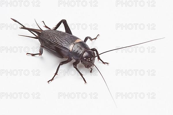 Two-spotted cricket