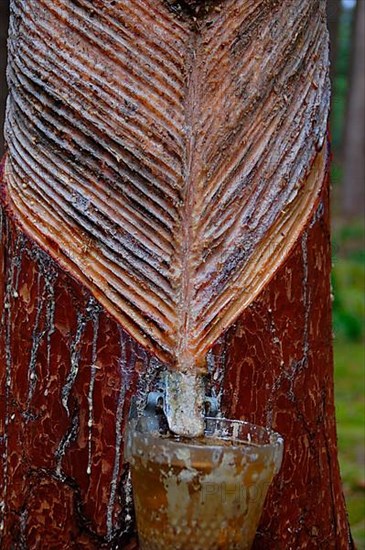 Resin leaches on pine