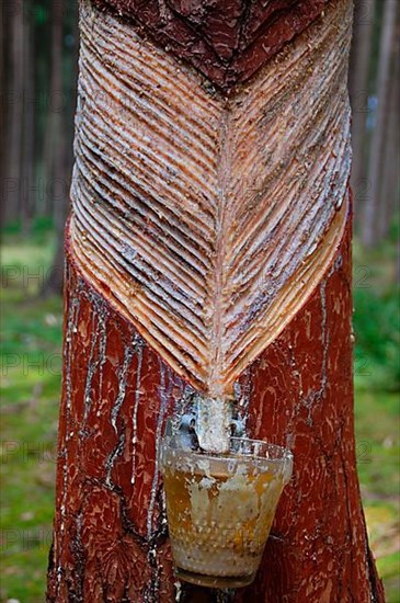 Resin leaches on pine