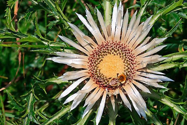 Silver Thistle