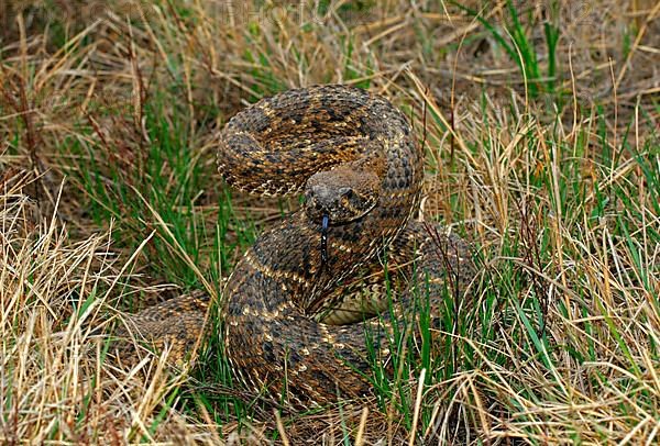 Western diamondback rattlesnake