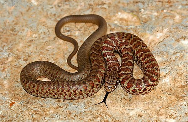 American Angry Snake