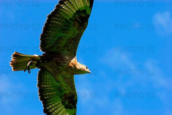 Rough-legged Buzzard