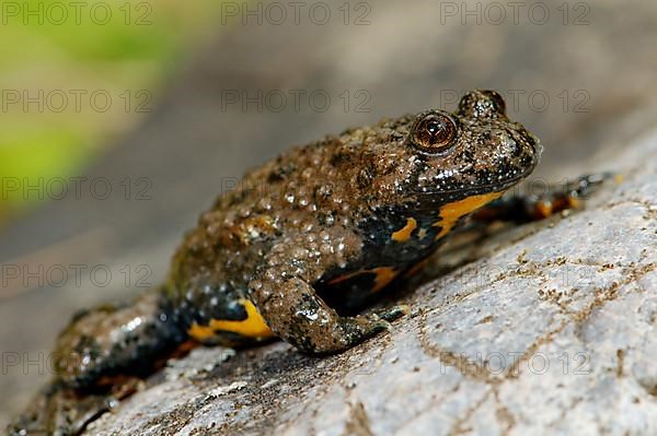 Yellow-bellied toad