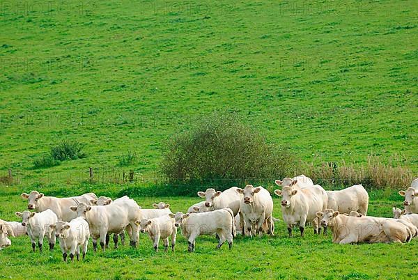 Charolais cattle