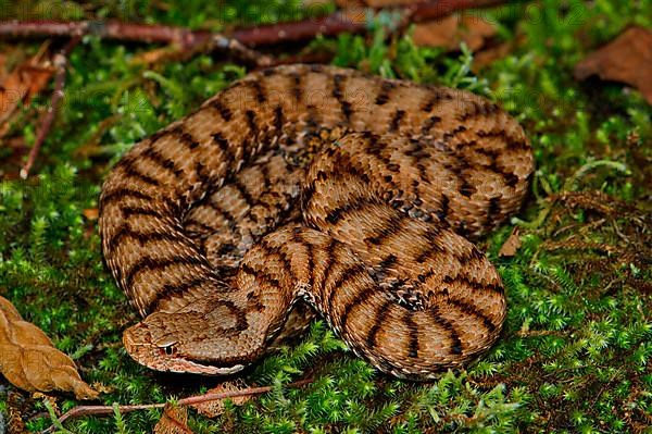 Female Alpine Viper