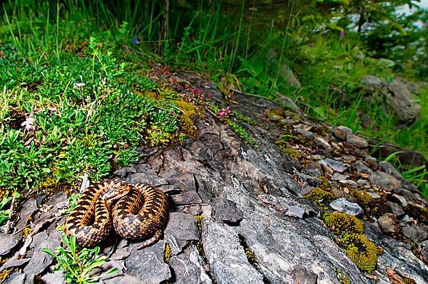 Adder in alpine habitat