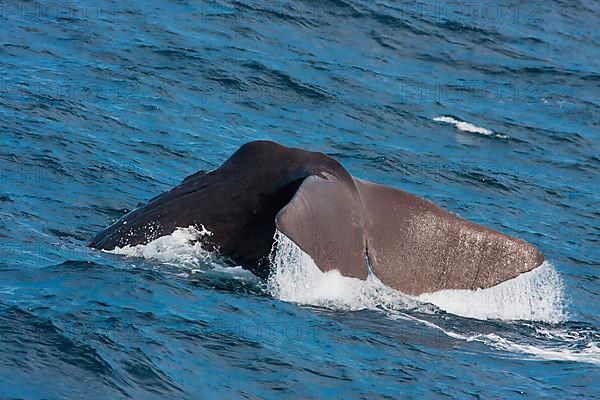 Sperm whale