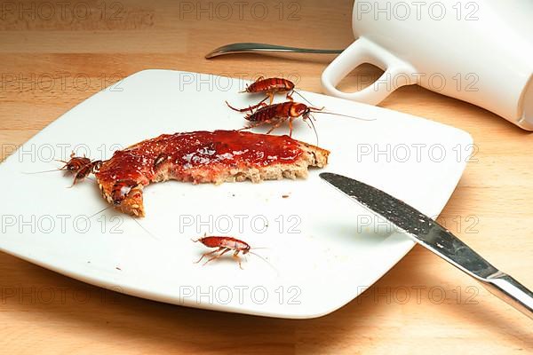 Cockroach