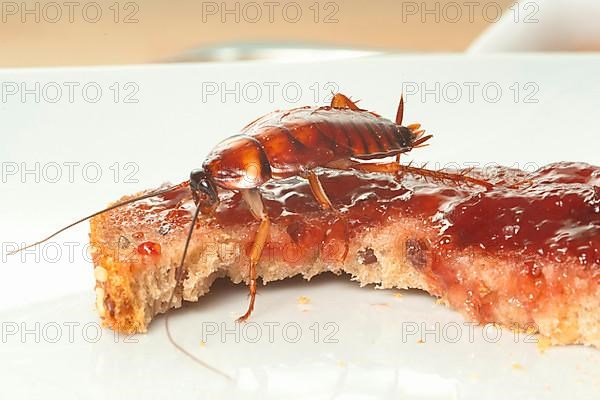 Cockroach