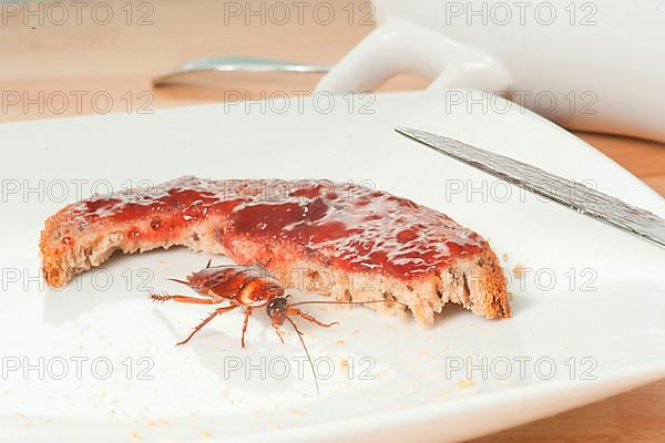 Cockroach