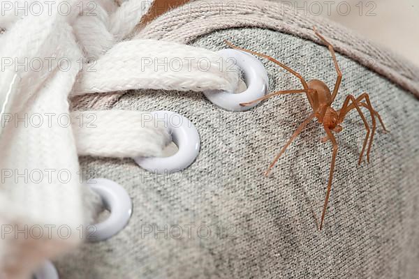House spider on shoe