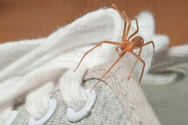 House spider on shoe