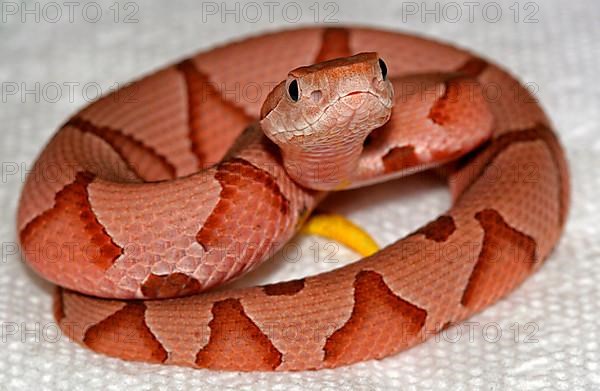 Copperhead