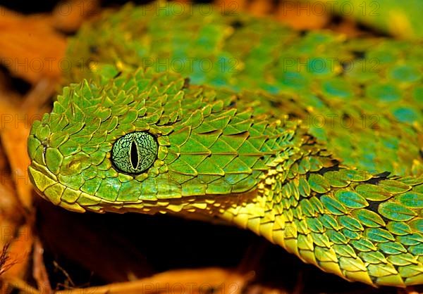 Hill-scaled viper